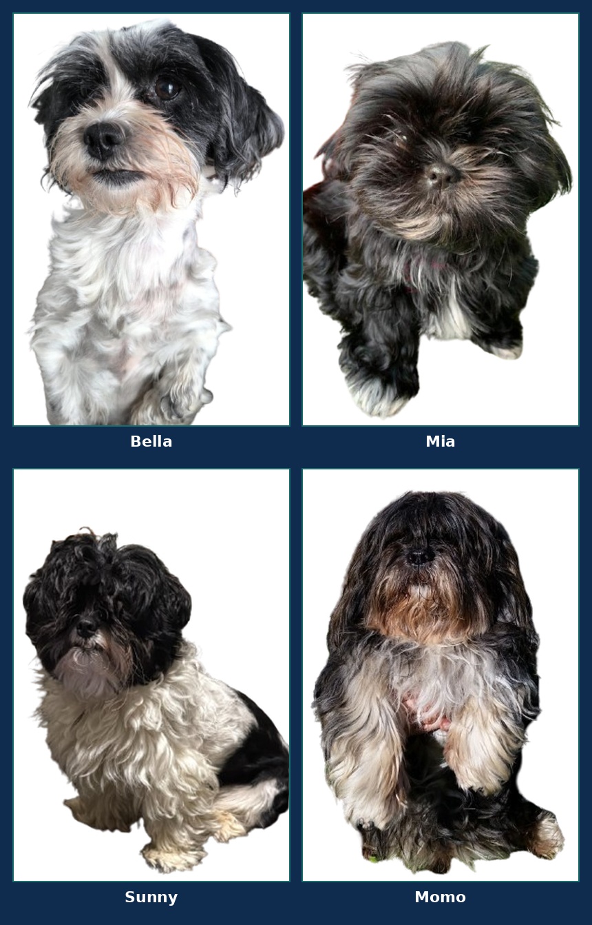 Bella, Mia, Sunny & Momo — Das Literaxis Management
